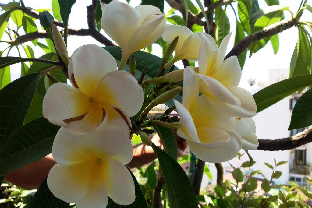 B&B La Pomelia Agrigento Dış mekan fotoğraf